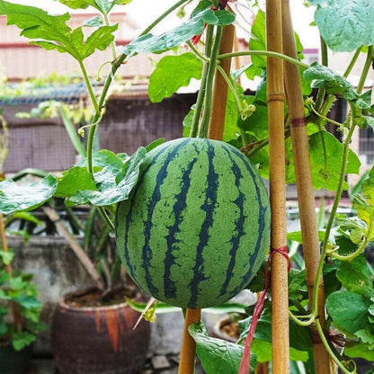 Potted Small Watermelon Seeds - Premium Quality Garden Seeds (100g)