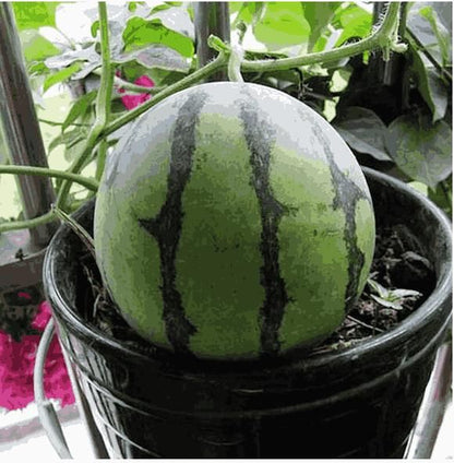 Potted Small Watermelon Seeds - Premium Quality Garden Seeds (100g)