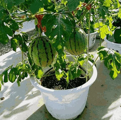 Potted Small Watermelon Seeds - Premium Quality Garden Seeds (100g)