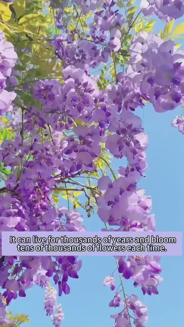 Cascading Beauty Garden Seeds - Year-Round Flowering Plants (100g Pack)