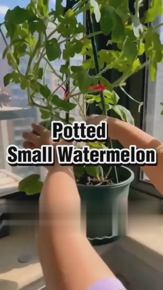 Potted Small Watermelon Seeds - Premium Quality Garden Seeds (100g)